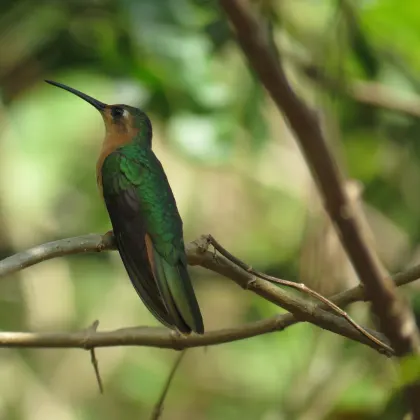 Rufous Sabrewing