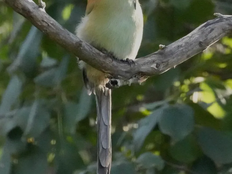Russet-crowned Motmot