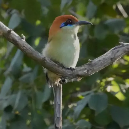 Russet-crowned Motmot
