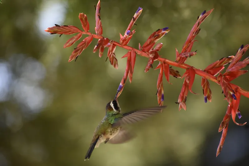 White-eared Hummingbird