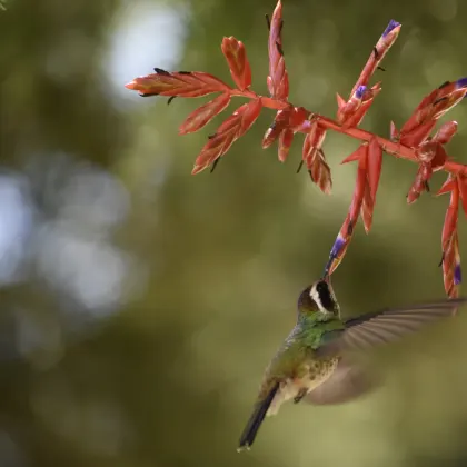 White-eared Hummingbird