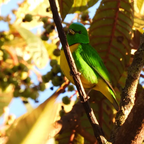 Blue-crowned Chlorophonia