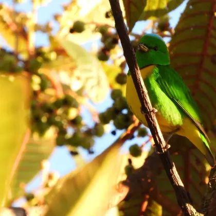 Blue-crowned Chlorophonia