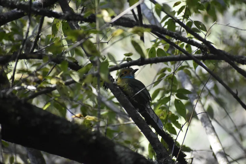 Blue-throated Motmot
