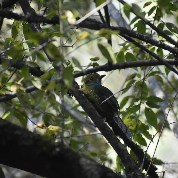Blue-throated Motmot