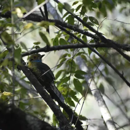 Blue-throated Motmot