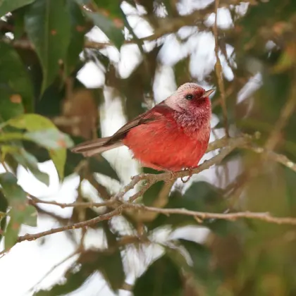 Pink-headed Warbler