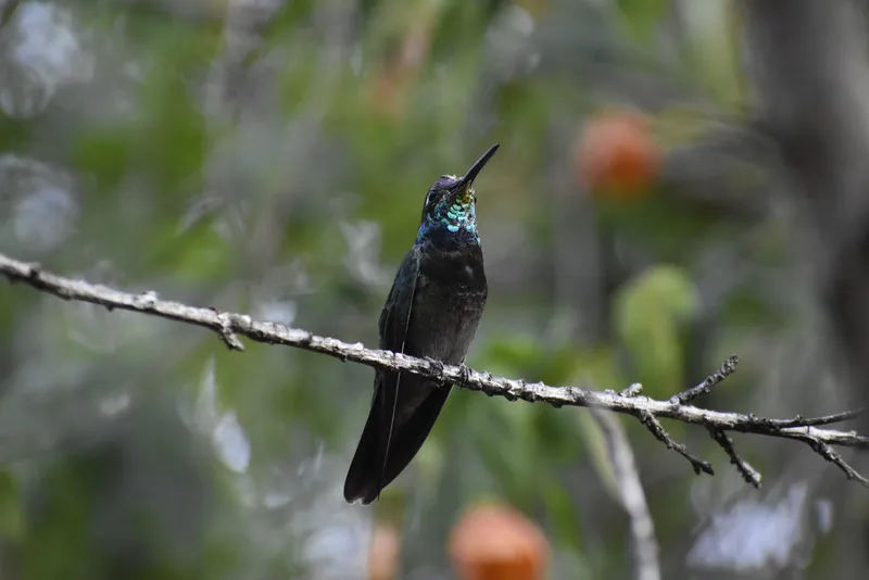 Rivoli's Hummingbird