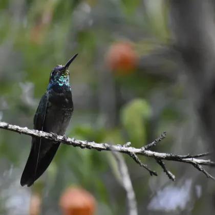 Rivoli's Hummingbird