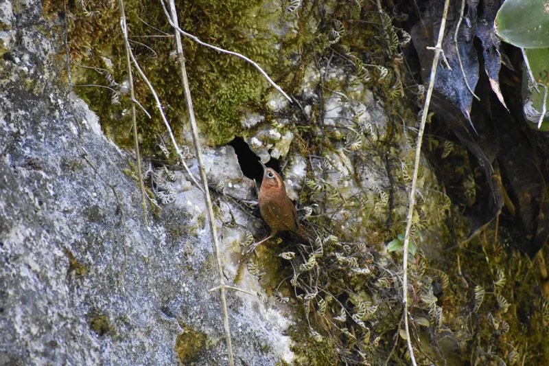 Rufous-browed Wren