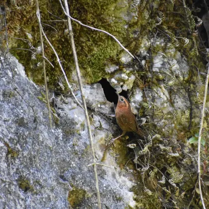 Rufous-browed Wren