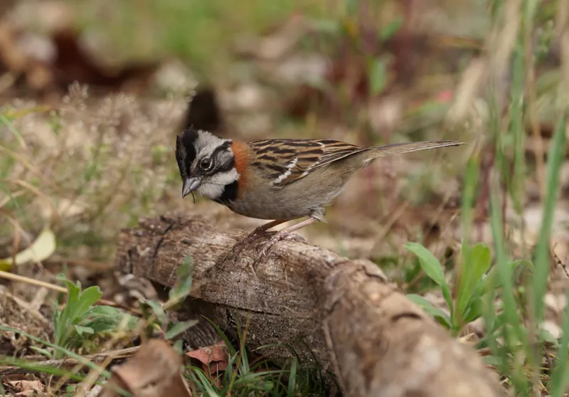 Rufous-collared Sparrow