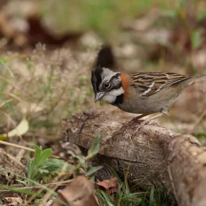 Rufous-collared Sparrow