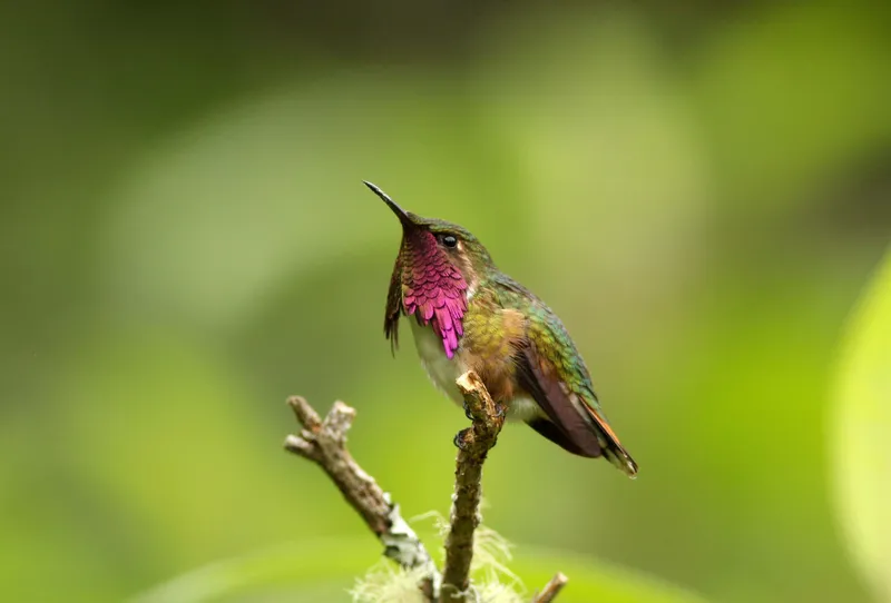 Wine-throated Hummingbird