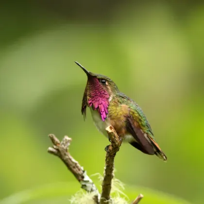 Wine-throated Hummingbird