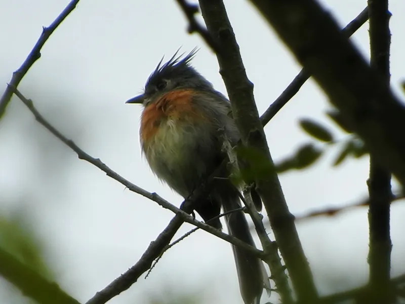 Belted Flycatcher