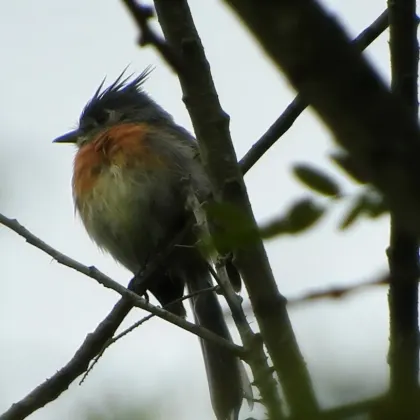 Belted Flycatcher
