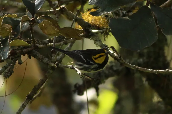 Golden-cheeked Warbler