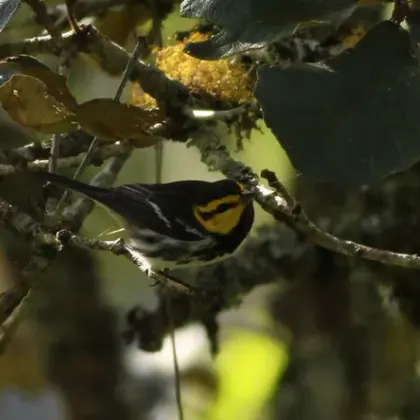 Golden-cheeked Warbler
