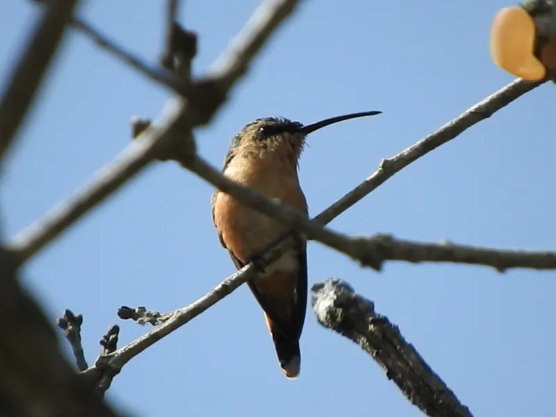 Slender Sheartail