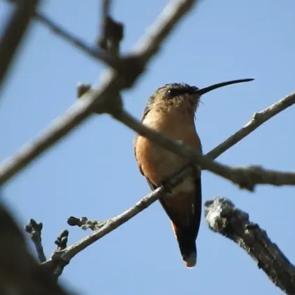 Slender Sheartail