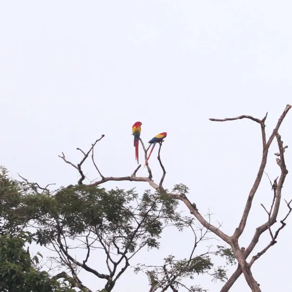 Scarlet Macaw
