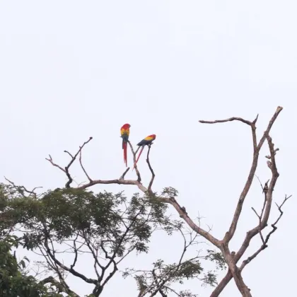 Scarlet Macaw