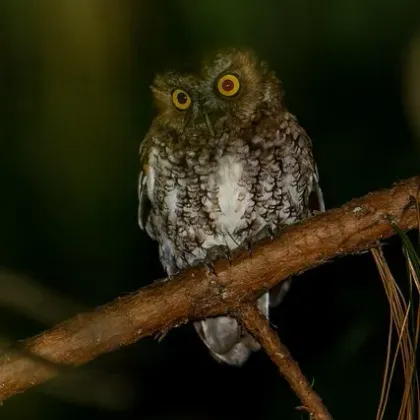 Bearded Screech-Owl
