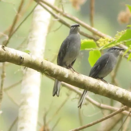 Slate-colored Solitaire