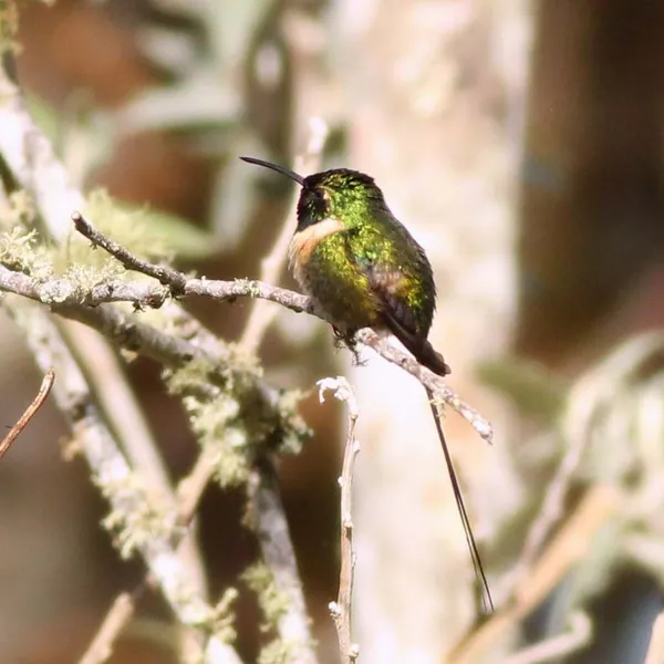 Slender Sheartail