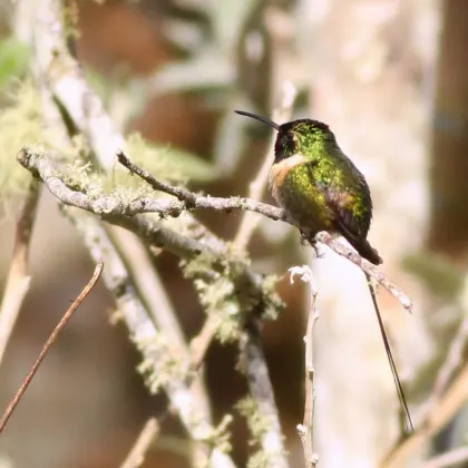 Slender Sheartail