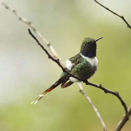 Sparkling-tailed Hummingbird