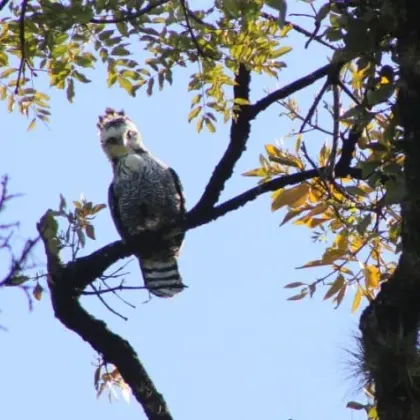 Black Hawk-Eagle