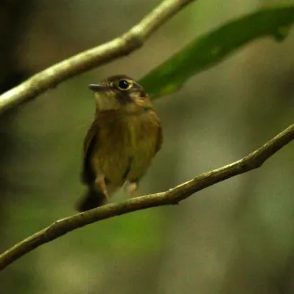 Stub-tailed Spadebill