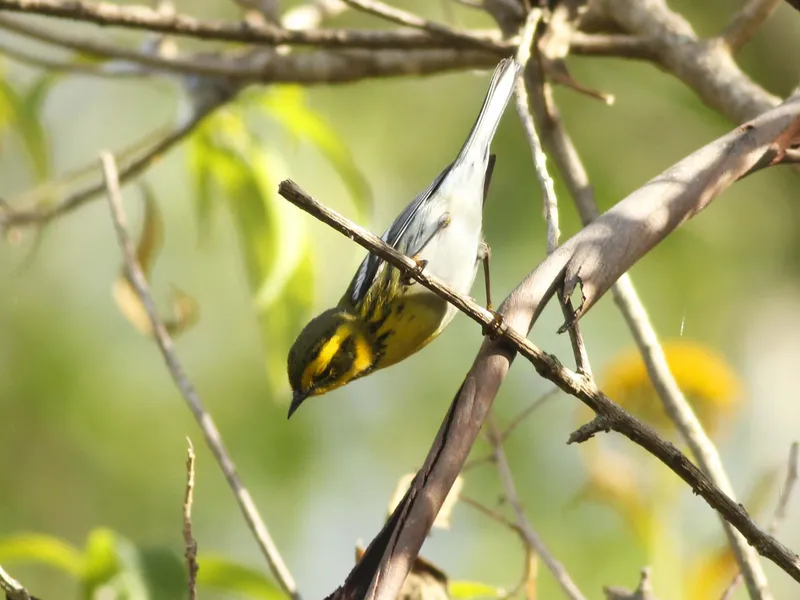 Townsend's Warbler