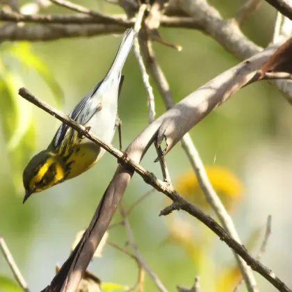 Townsend's Warbler