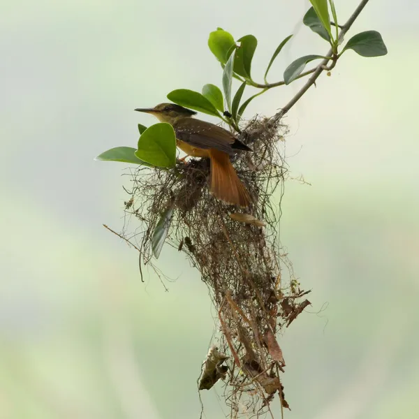 Tropical Royal Flycatcher