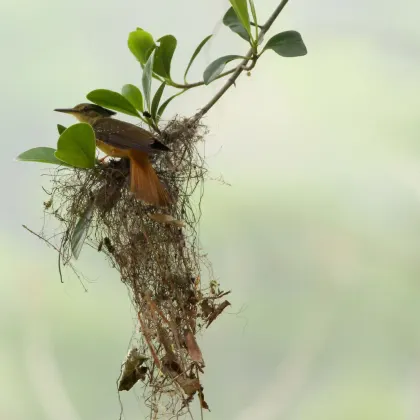 Tropical Royal Flycatcher