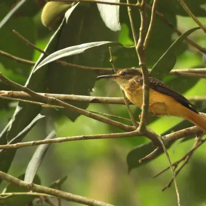 Royal Flycatcher