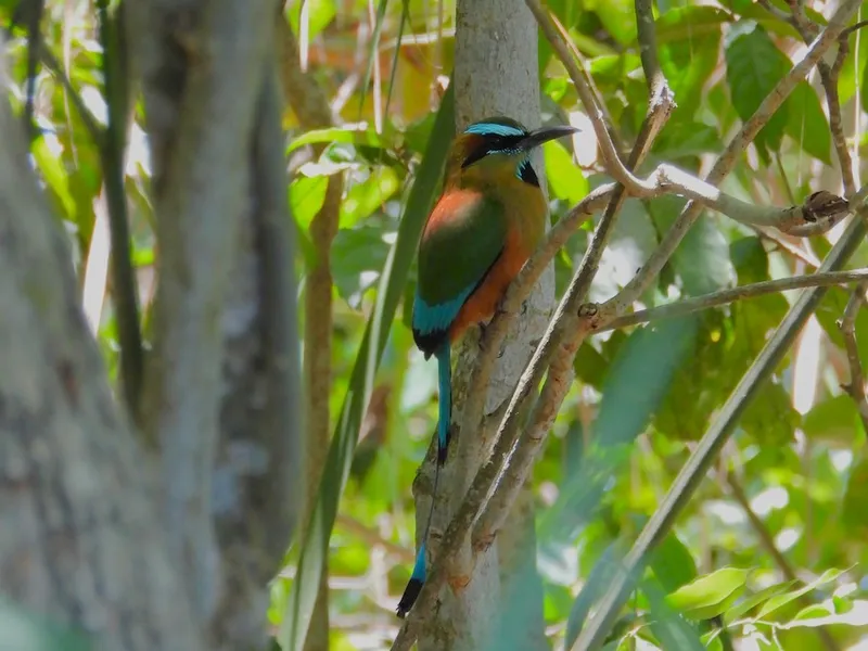 Turquoise-browed Motmot