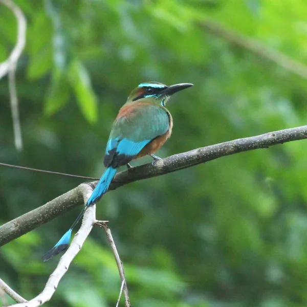 Turquoise-browed Motmot