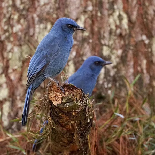 Unicolored Jay