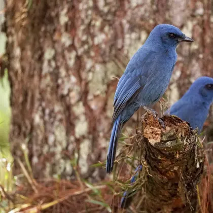 Unicolored Jay