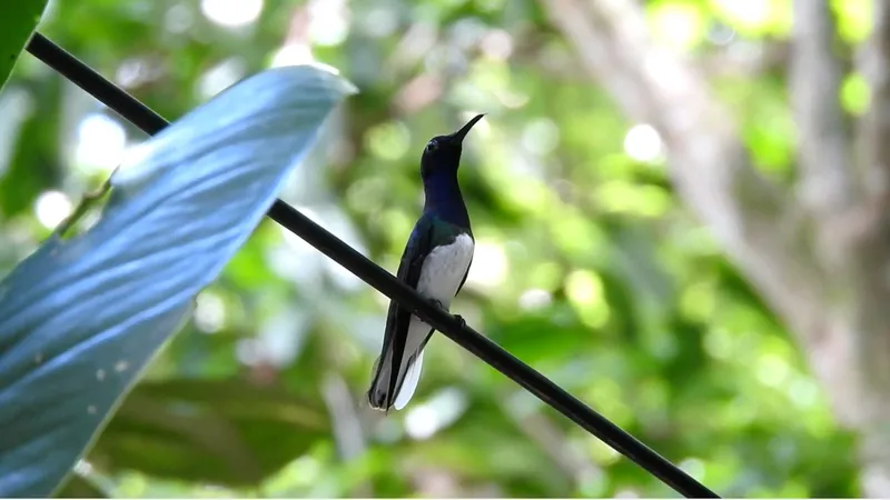White-necked Jacobin