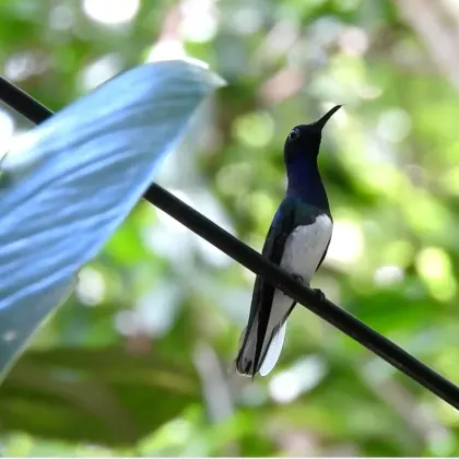 White-necked Jacobin
