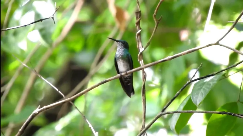 White-necked Jacobin (female)