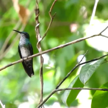 White-necked Jacobin (female)