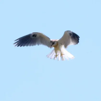 White-tailed Kite