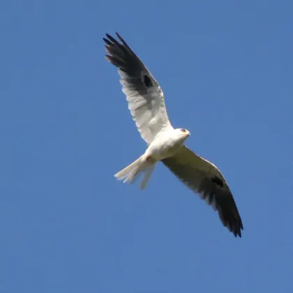 White-tailed Kite