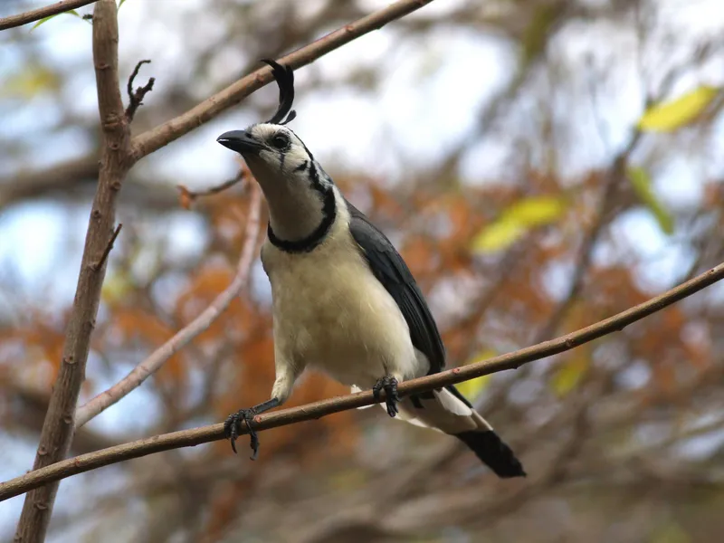 White-throated Magpie-Jay